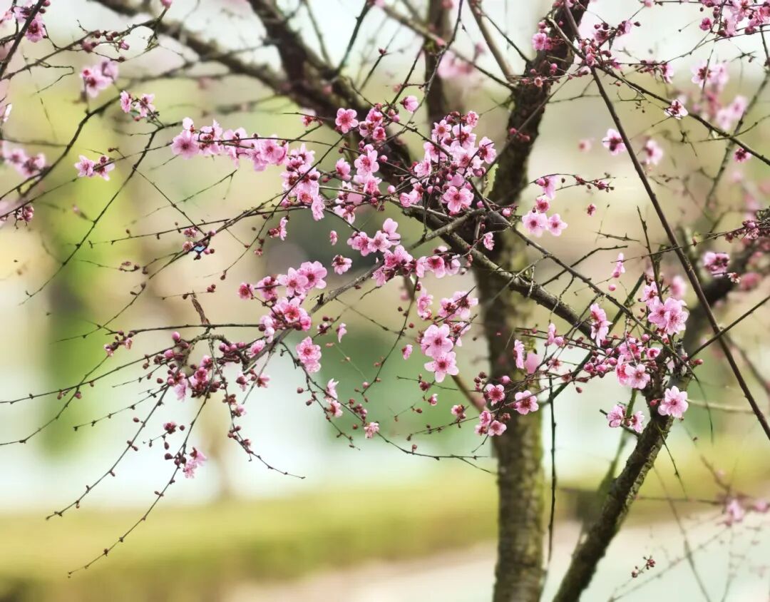 四川大竹：奔赴花海，邂逅竹乡最美春光！