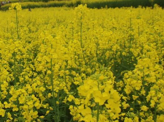 四川宣汉:揽巴山胜境 寻巴韵乡愁 赴一场治愈春日之约(图6) 640.jpg