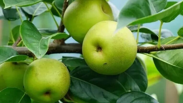 四川广安:广安首个春假!快跟着小编这样打卡——华蓥篇(图6) 四川广安:广安首个春假!快跟着小编这样打卡——华蓥篇(图6)