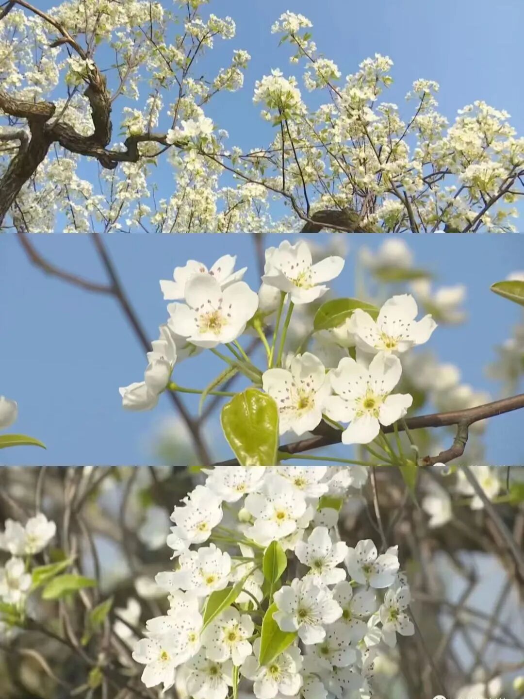 四川广安:广安首个春假!快跟着小编这样打卡——华蓥篇(图7) 四川广安:广安首个春假!快跟着小编这样打卡——华蓥篇(图7)