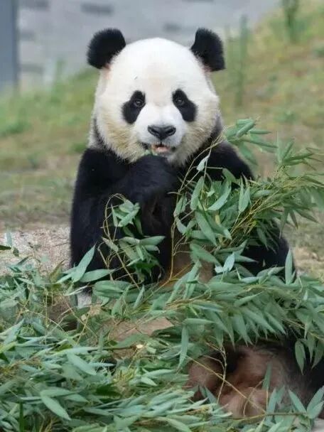 四川广安:广安首个春假!快跟着小编这样打卡——华蓥篇(图12) 四川广安:广安首个春假!快跟着小编这样打卡——华蓥篇(图12)