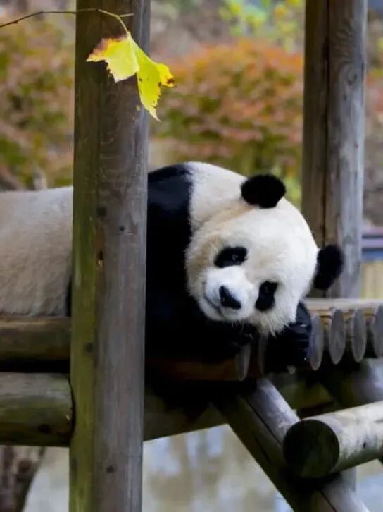 四川广安:广安首个春假!快跟着小编这样打卡——华蓥篇(图13) 四川广安:广安首个春假!快跟着小编这样打卡——华蓥篇(图13)