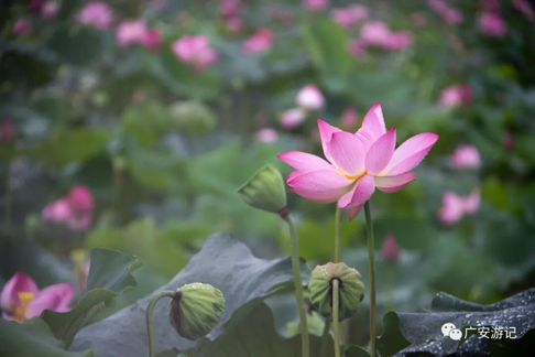 夏日限定！四川省广安市荷花竞相绽放，周末出发共赴“荷”约
