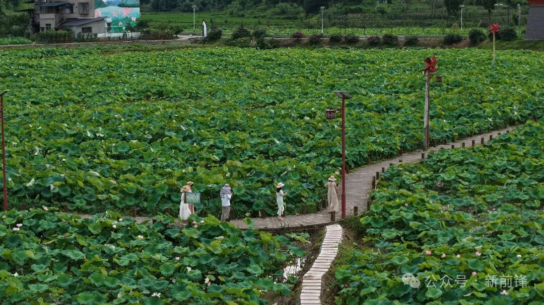 “荷”你相约！四川省广安市前锋区广兴镇绘就乡村振兴新画卷(图4)